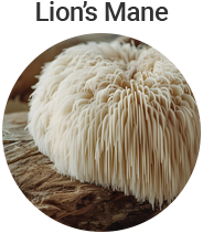 Lion's Mane